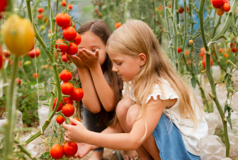two girls are picking tomatoes from the branches
